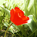 Tulipán